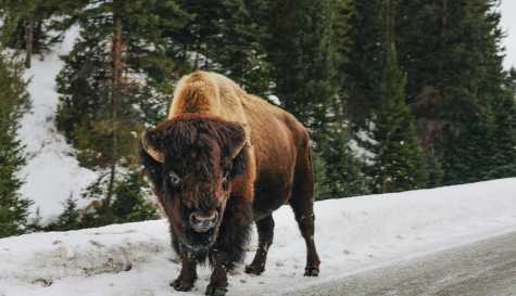 Massive bull bison tosses Yellowstone tourist into the air like a ragdoll in shocking attack