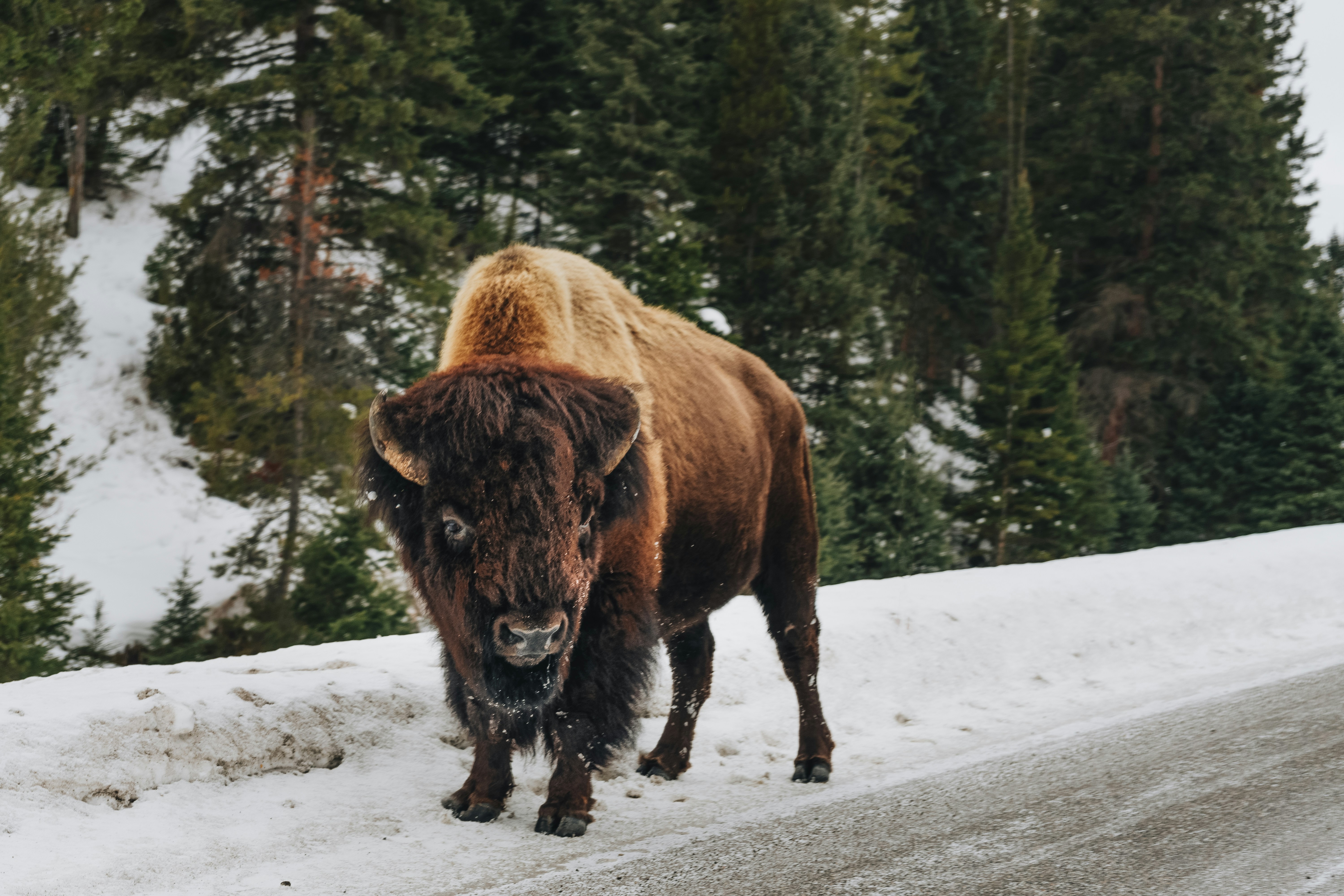 Massive bull bison tosses Yellowstone tourist into the air like a ragdoll in shocking attack