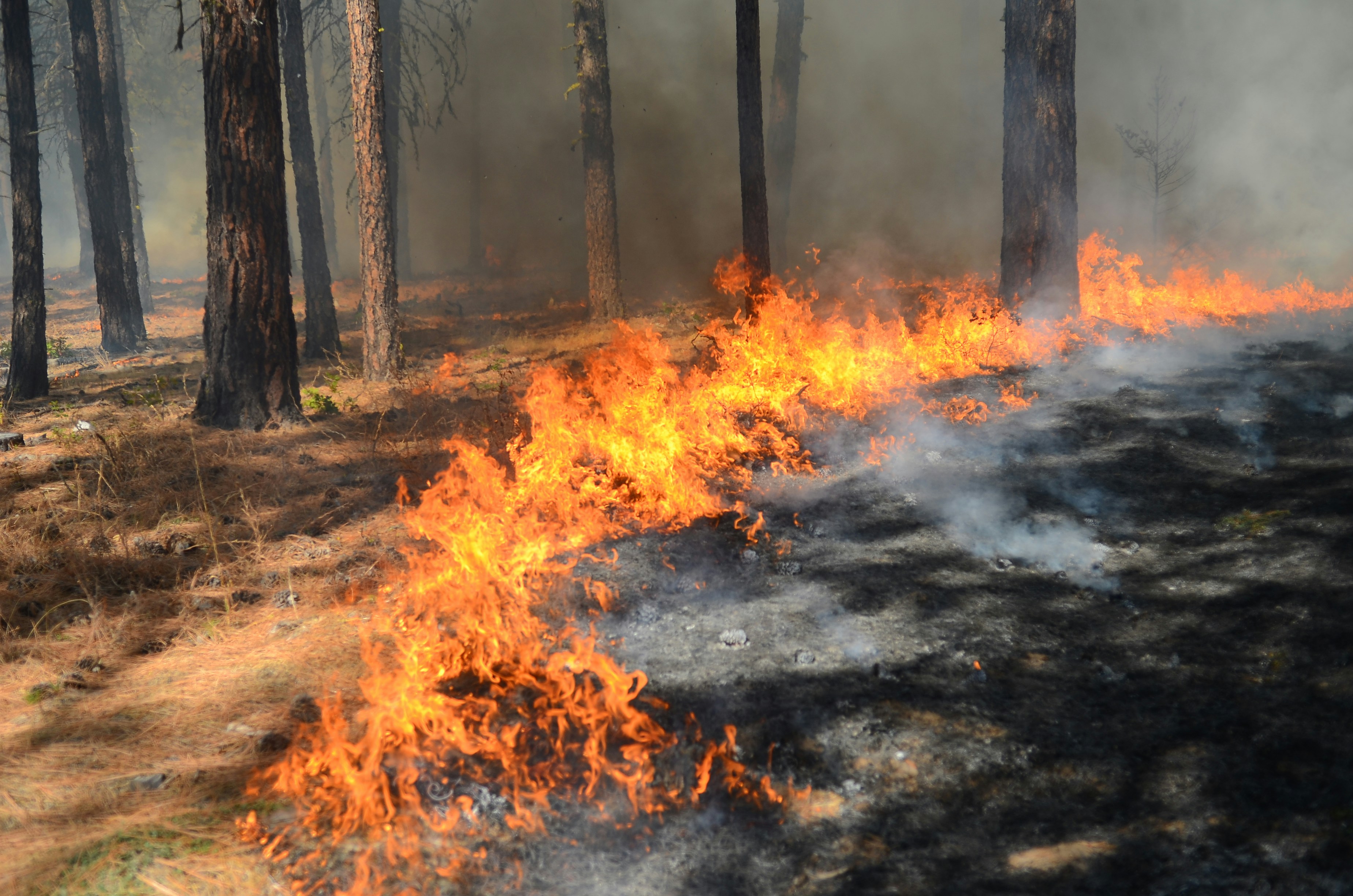 Wildfires Spread Across Sicily, Triggering Evacuations and Emergency Response