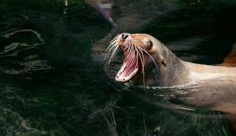 Sea lion dies at San Francisco beach after possible poisoning from algae bloom