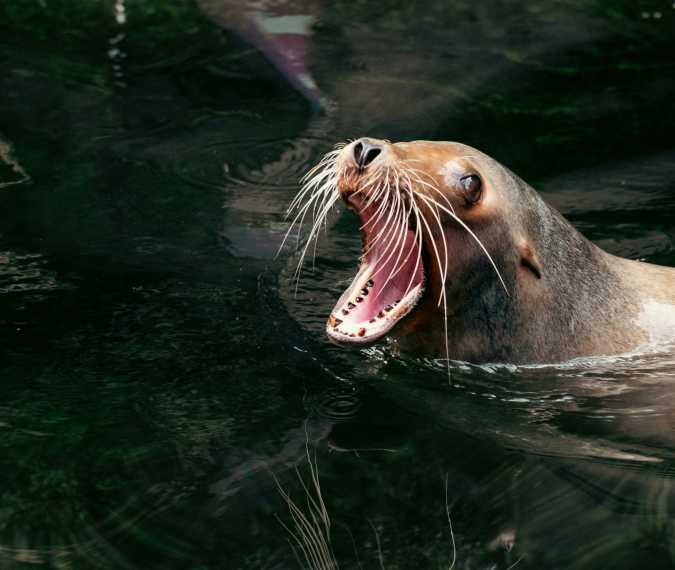 Sea lion dies at San Francisco beach after possible poisoning from algae bloom