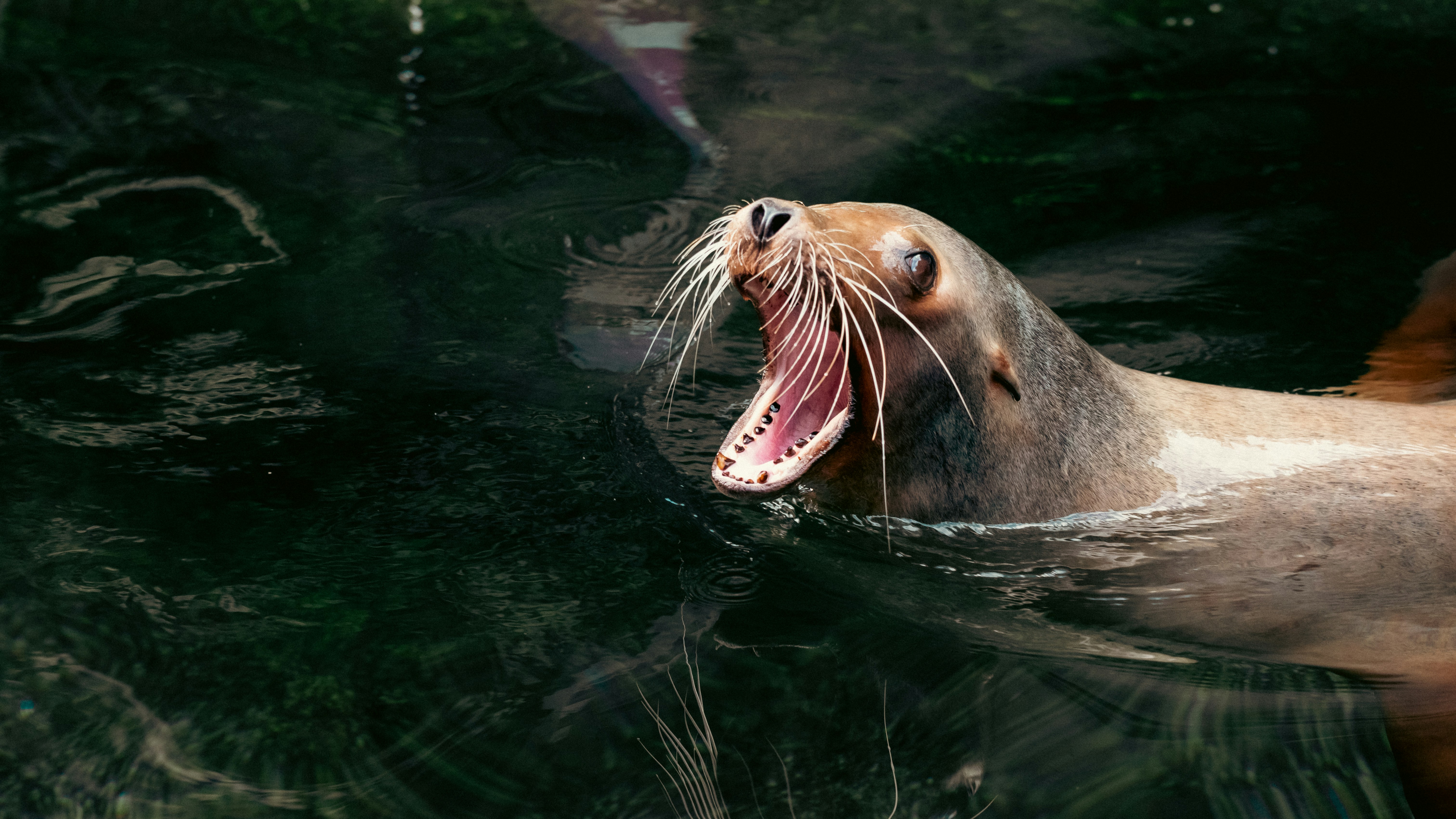 Sea lion dies at San Francisco beach after possible poisoning from algae bloom