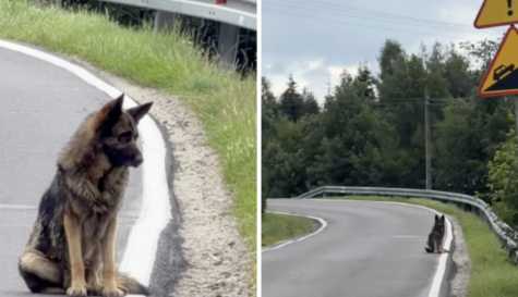 Dog waits 2 weeks where his family left him