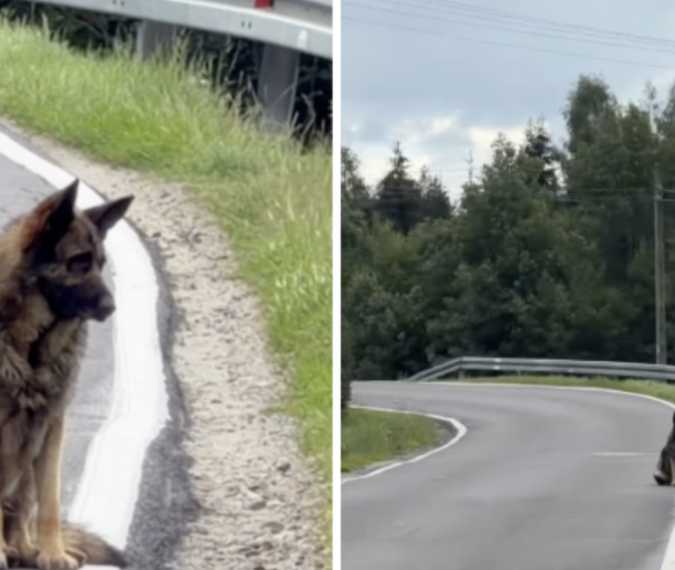 Dog waits 2 weeks where his family left him