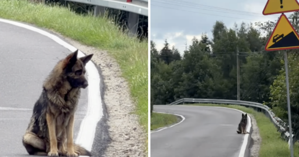 Dog waits 2 weeks where his family left him