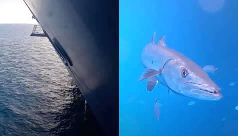 People 'terrified' after man drops GoPro under cruise ship and discovers what's underneath