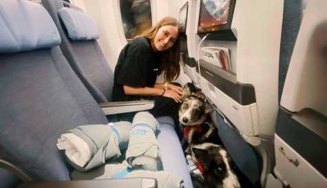 Italy just upgraded dogs to cabin class. No more cargo holds for dogs!
