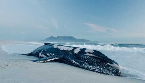 Could You Survive Inside a Whale? The Reality Behind Whalefall