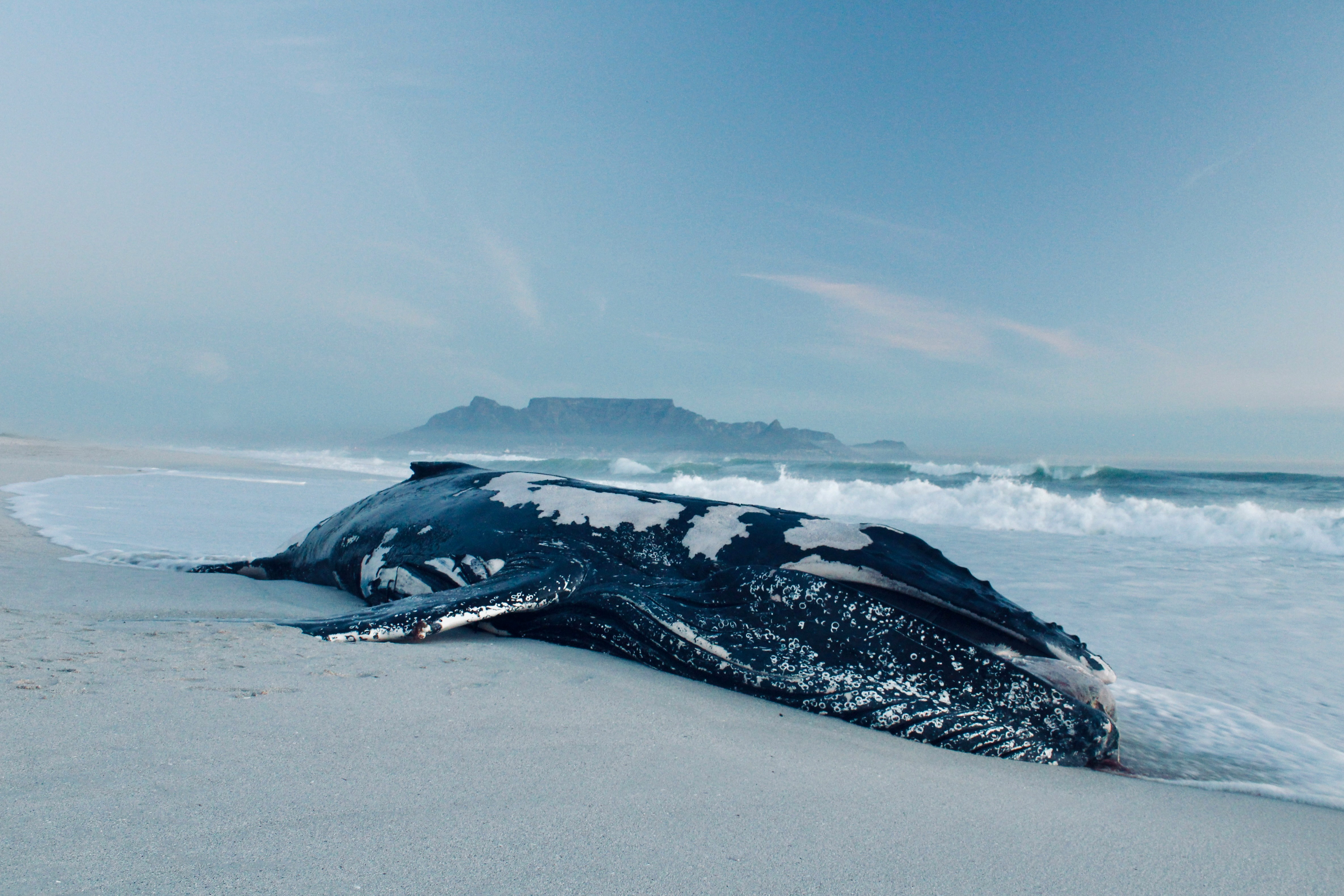 Could You Survive Inside a Whale? The Reality Behind Whalefall