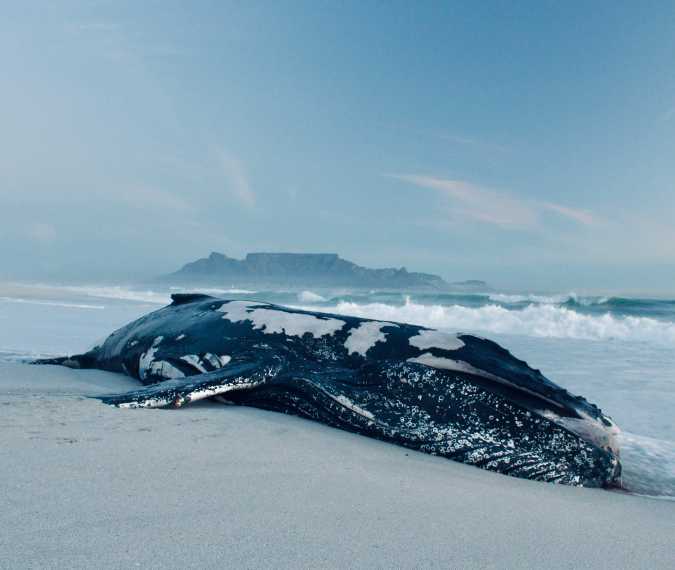 Could You Survive Inside a Whale? The Reality Behind Whalefall