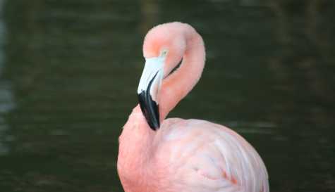 Man who took Peachy the flamingo from Las Vegas hotel exhibit found guilty of animal cruelty