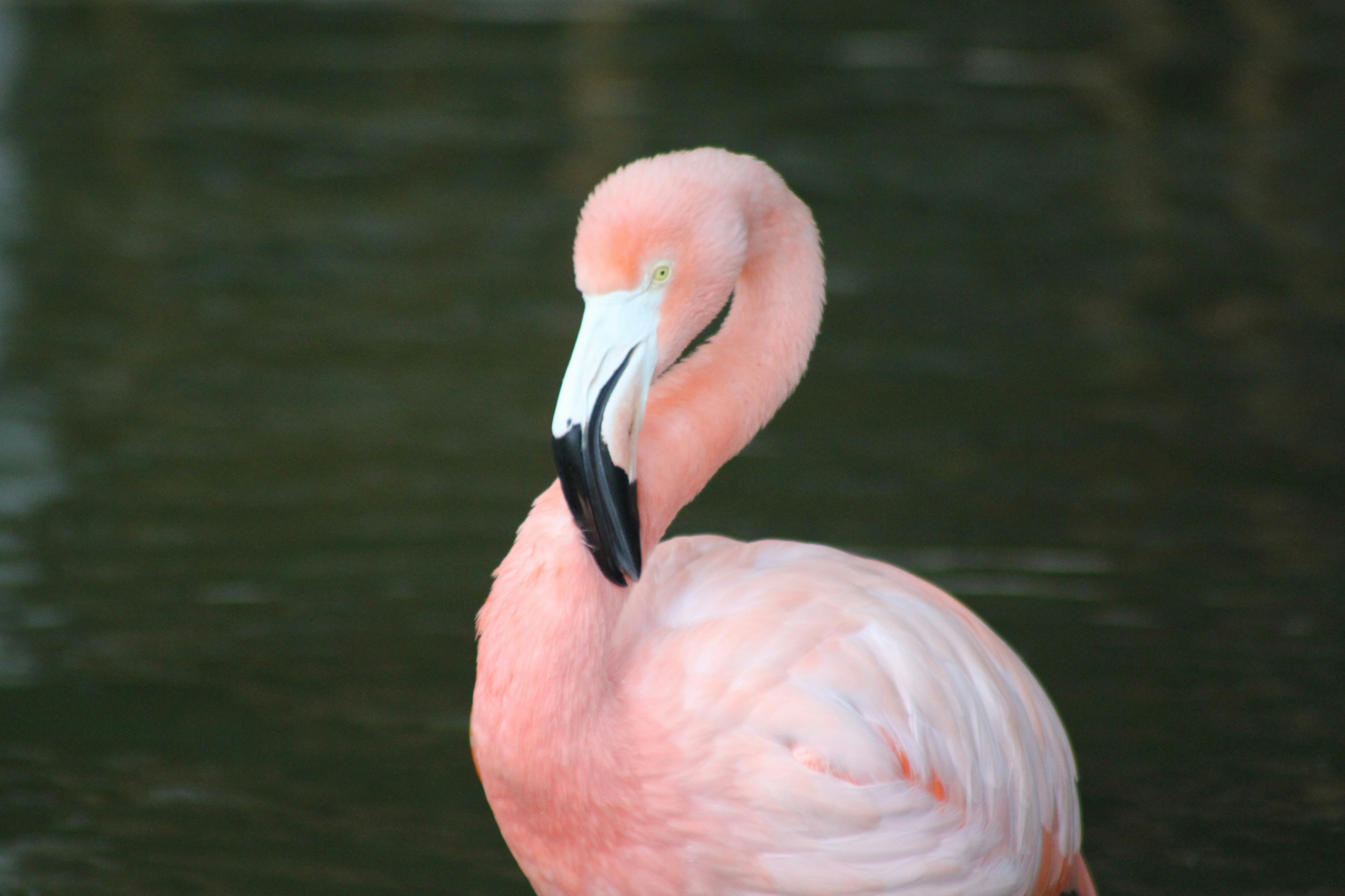 Man who took Peachy the flamingo from Las Vegas hotel exhibit found guilty of animal cruelty