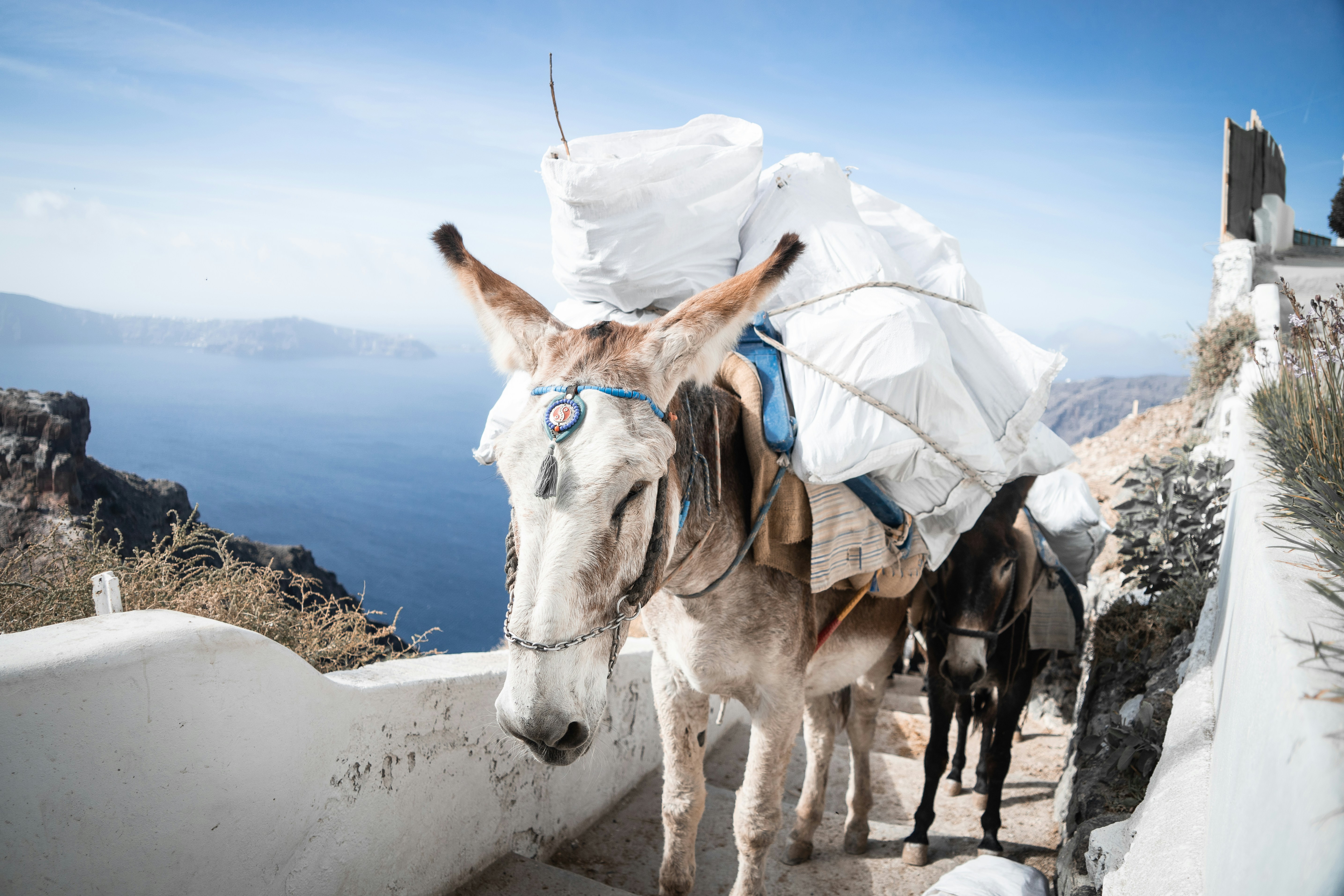 Santorini Moves to Protect Donkeys by Limiting Rider Weight